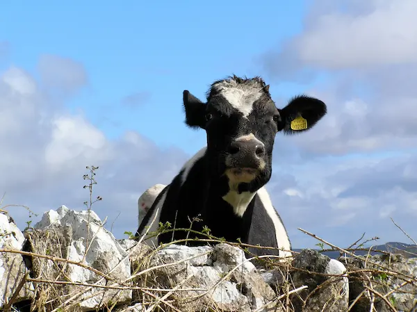 Cow