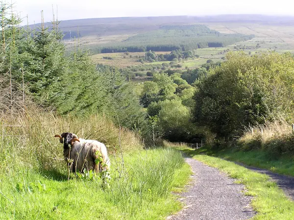 Sheep